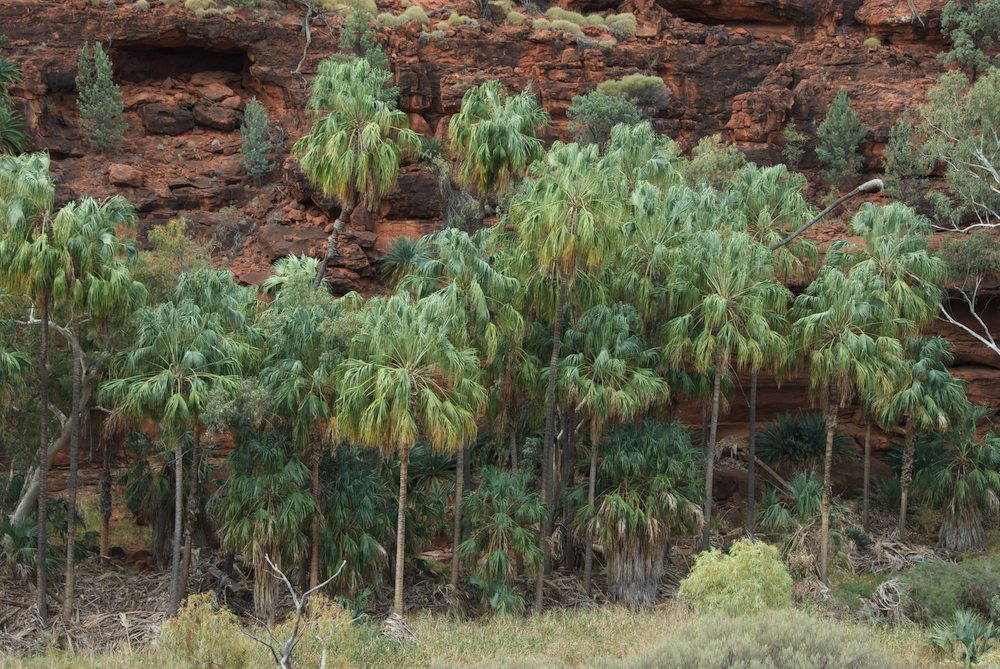 Arecaceae Livistona mariae