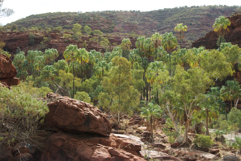 Arecaceae Livistona mariae