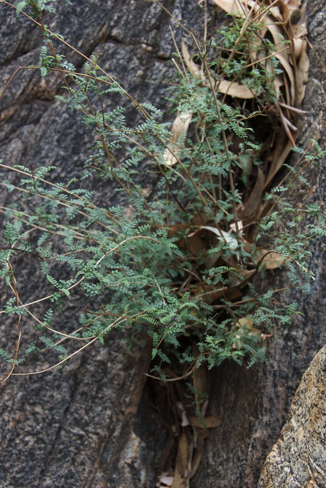 Bignoniaceae Pandorea pandorana