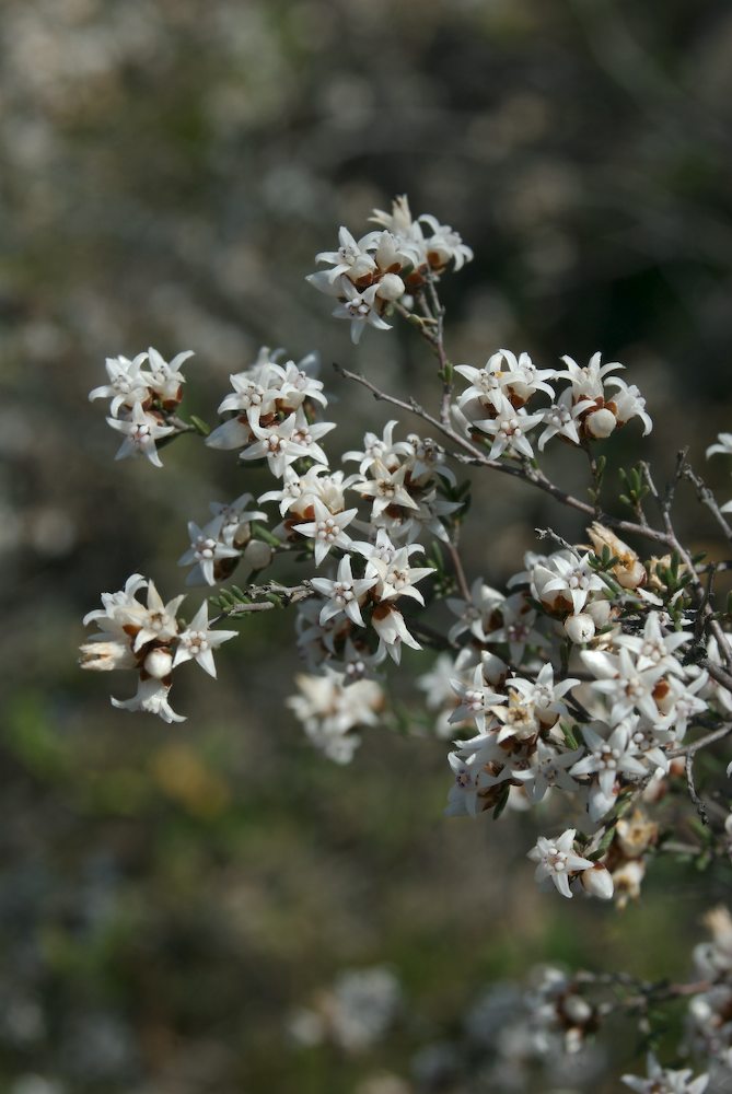 Rhamnaceae Cryptandra propinqua
