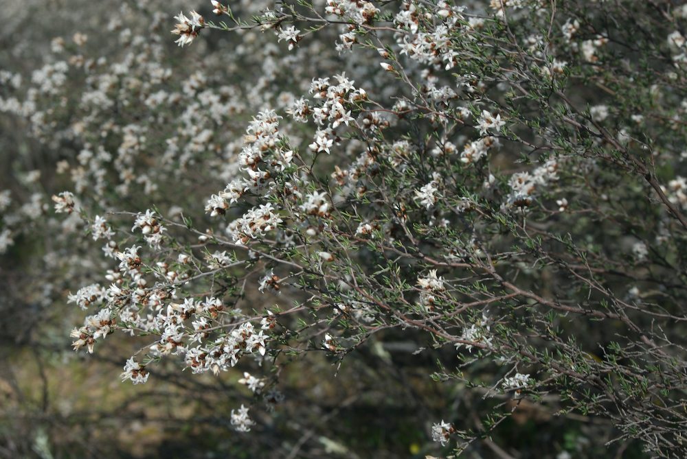 Rhamnaceae Cryptandra propinqua
