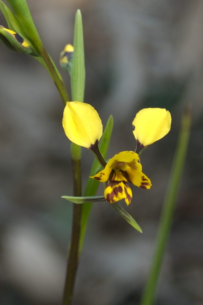 Orchidaceae Diuris sulphurea