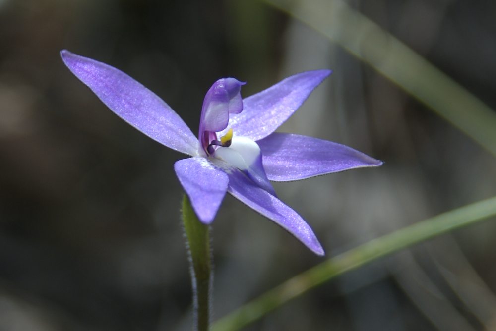 Orchidaceae Glossodia major