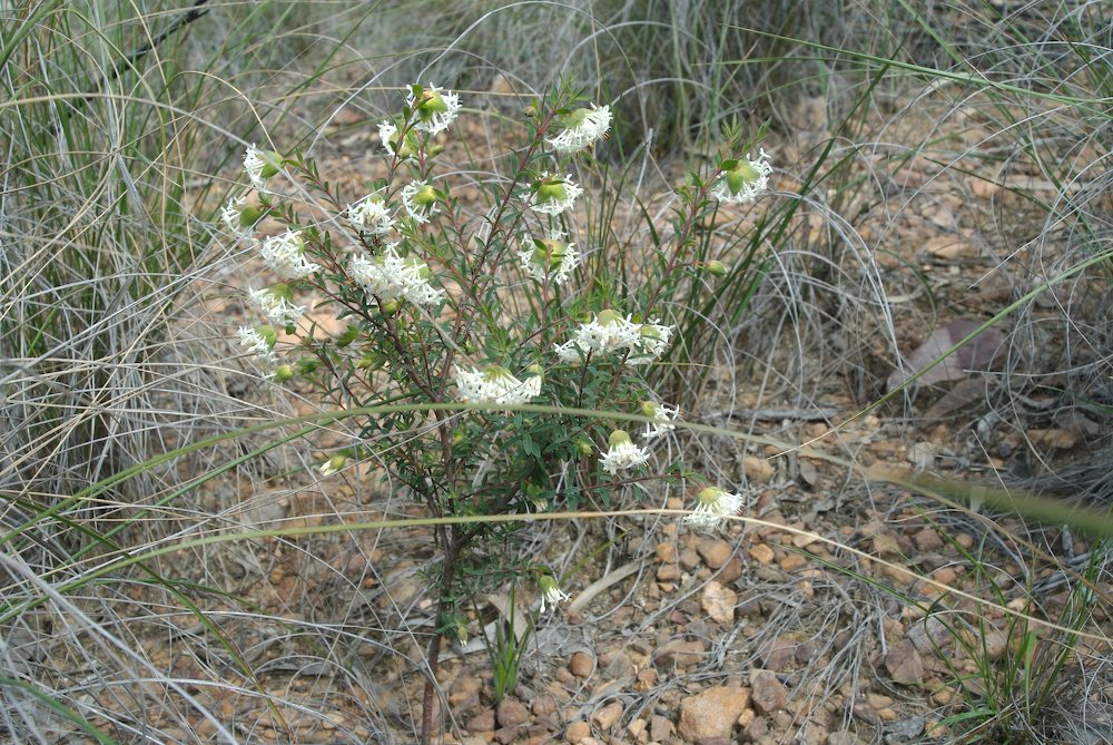 Thymelaeaceae Pimelea linifolia