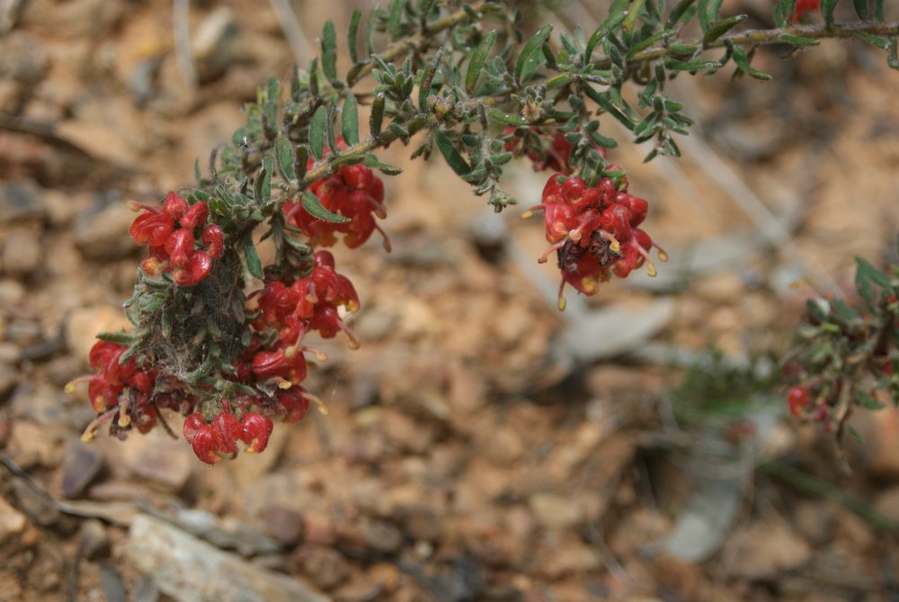 Proteaceae Grevillea alpina