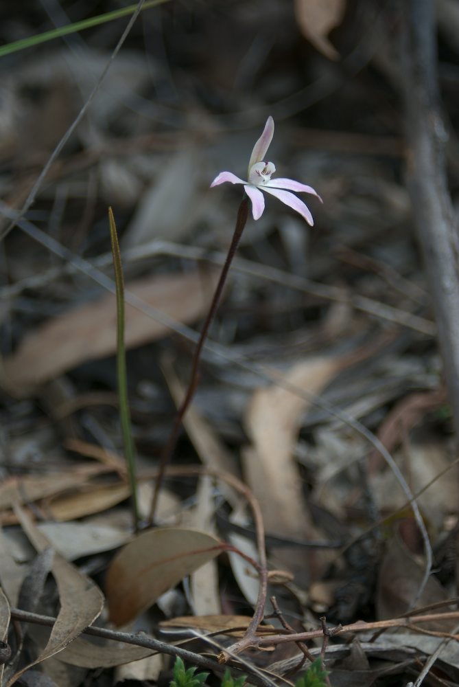Orchidaceae Caladenia fuscata