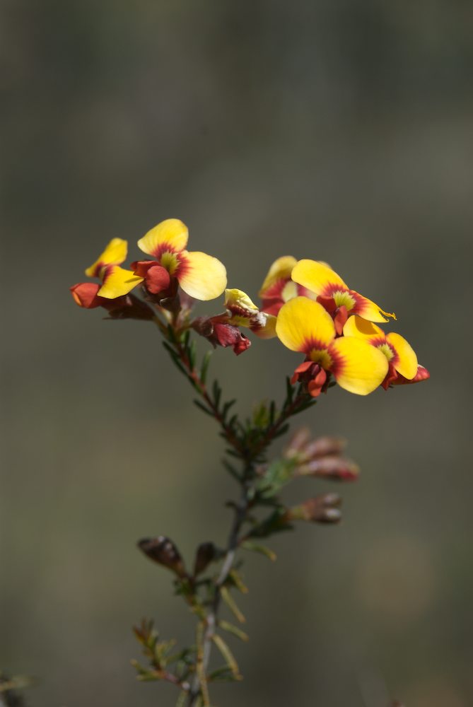 Fabaceae Dillwynia phylicoides