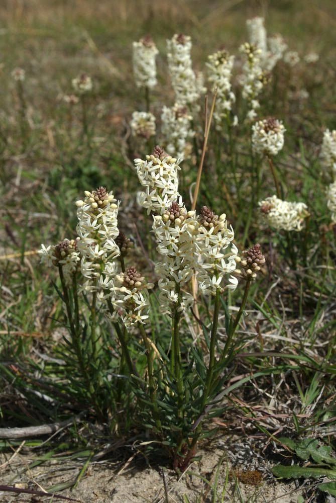 Celastraceae Stackhousia monogyna