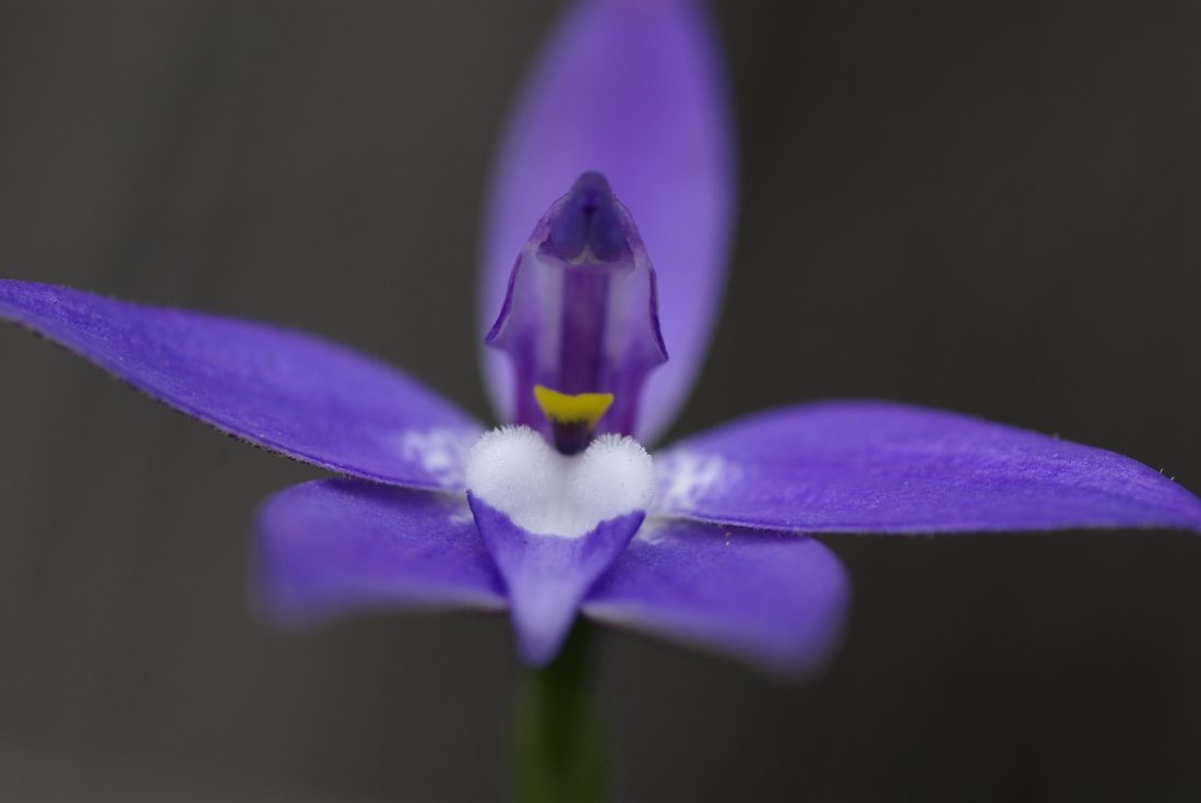 Orchidaceae Glossodia major