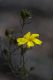 image of Hibbertia riparia