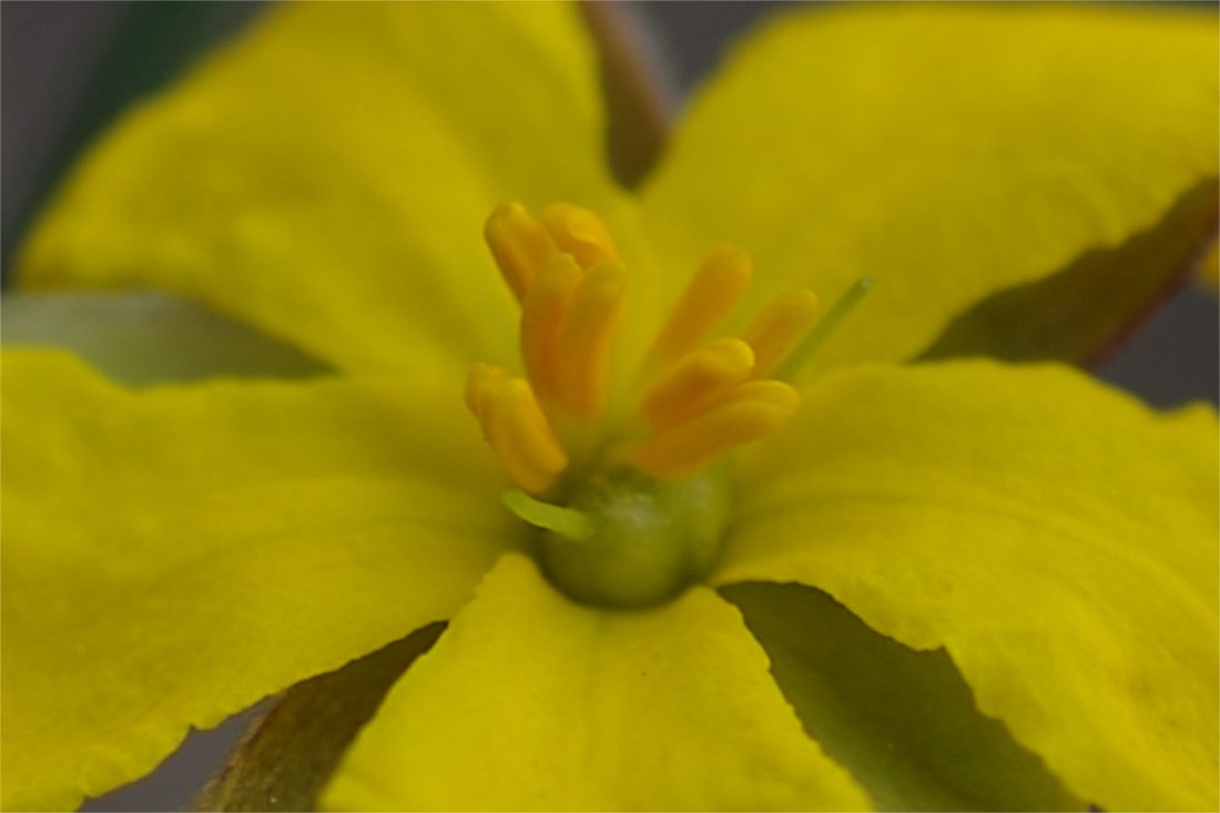 Dilleniaceae Hibbertia riparia