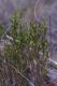 image of Phyllanthus hirtellus