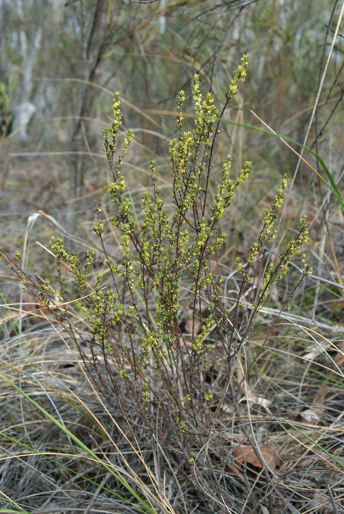 Phyllanthaceae Phyllanthus hirtellus