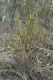 image of Phyllanthus hirtellus