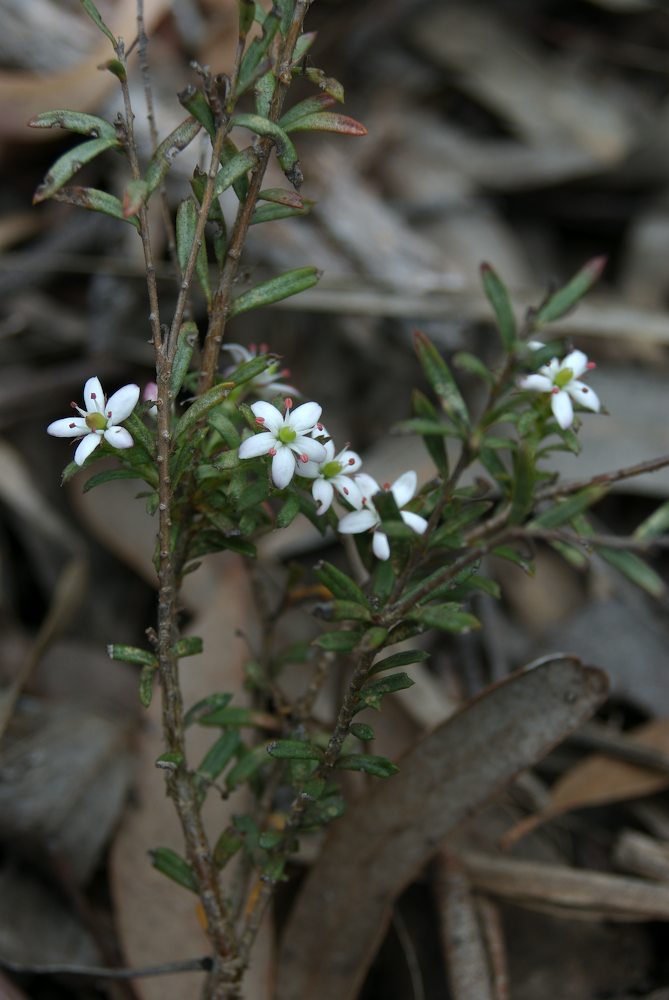 Pittosporaceae Rhytidosporum procumbens