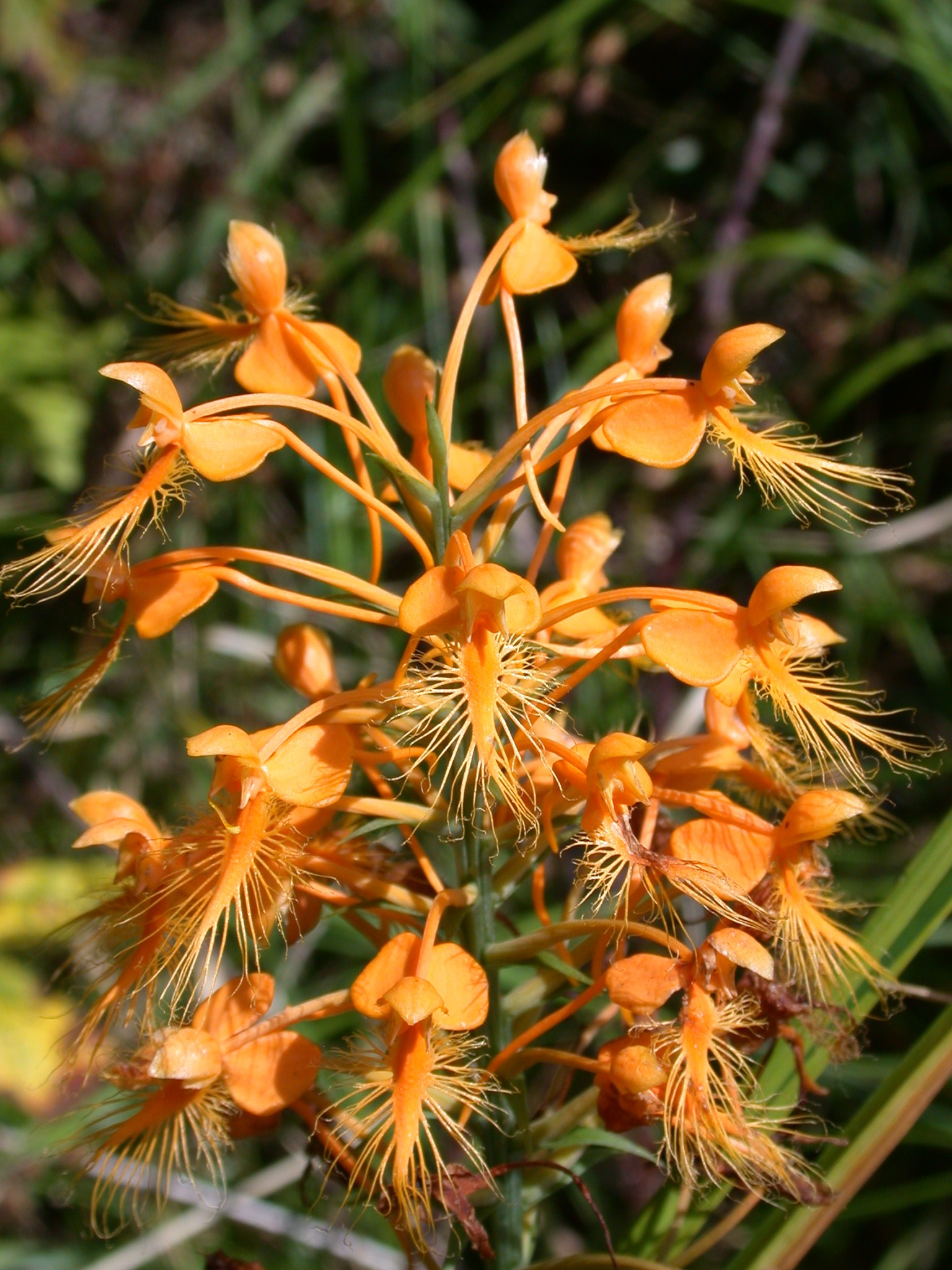 Orchidaceae Platanthera ciliaris