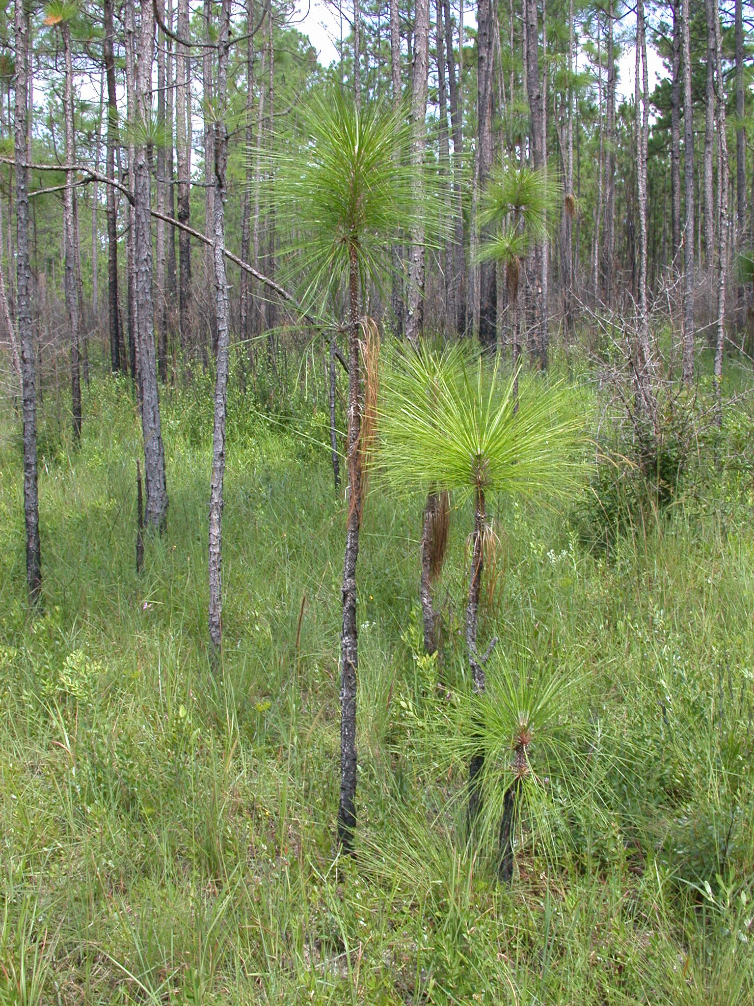 Pinaceae Pinus palustris