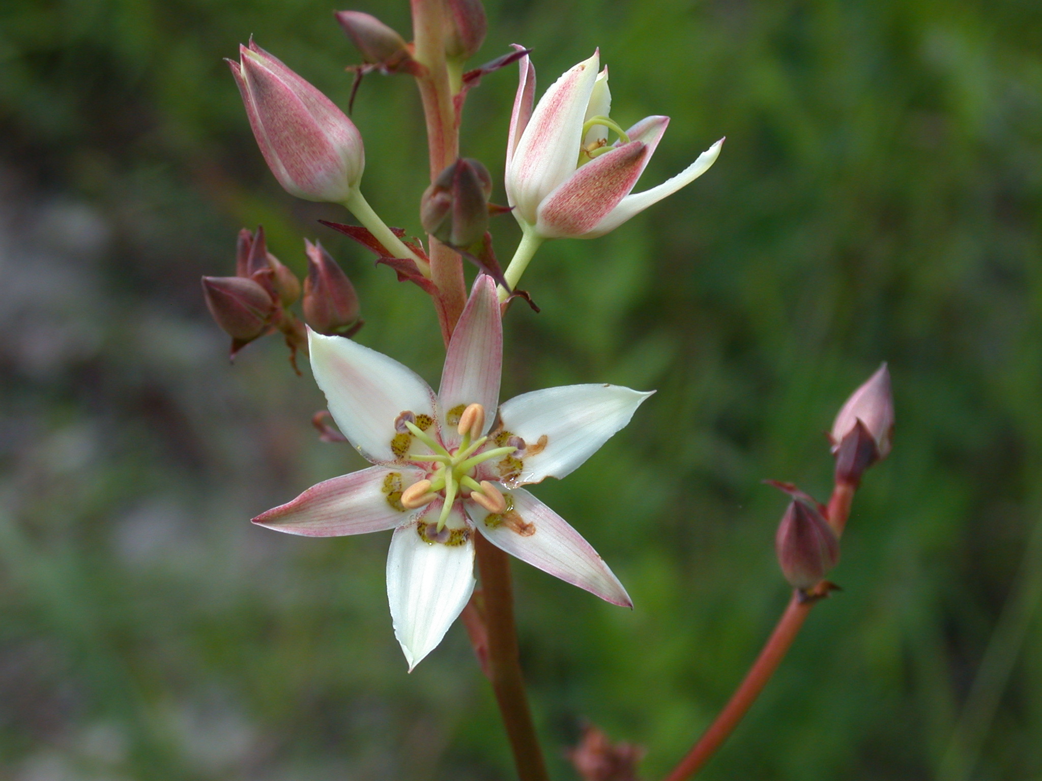 Melanthiaceae Zigadenus glaberrimus