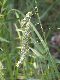 image of Carex glaucescens