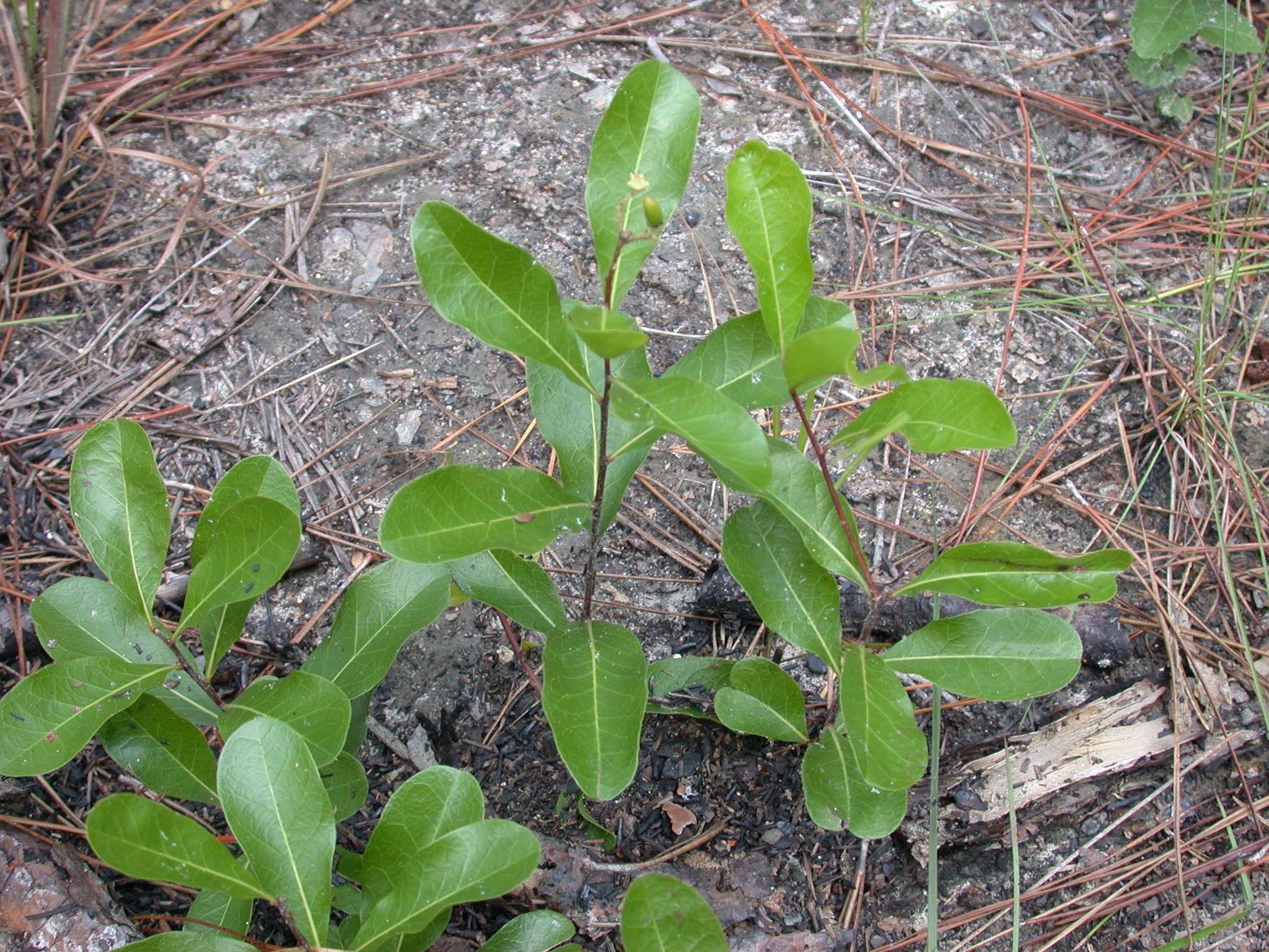 Chrysobalanaceae Licania michauxii