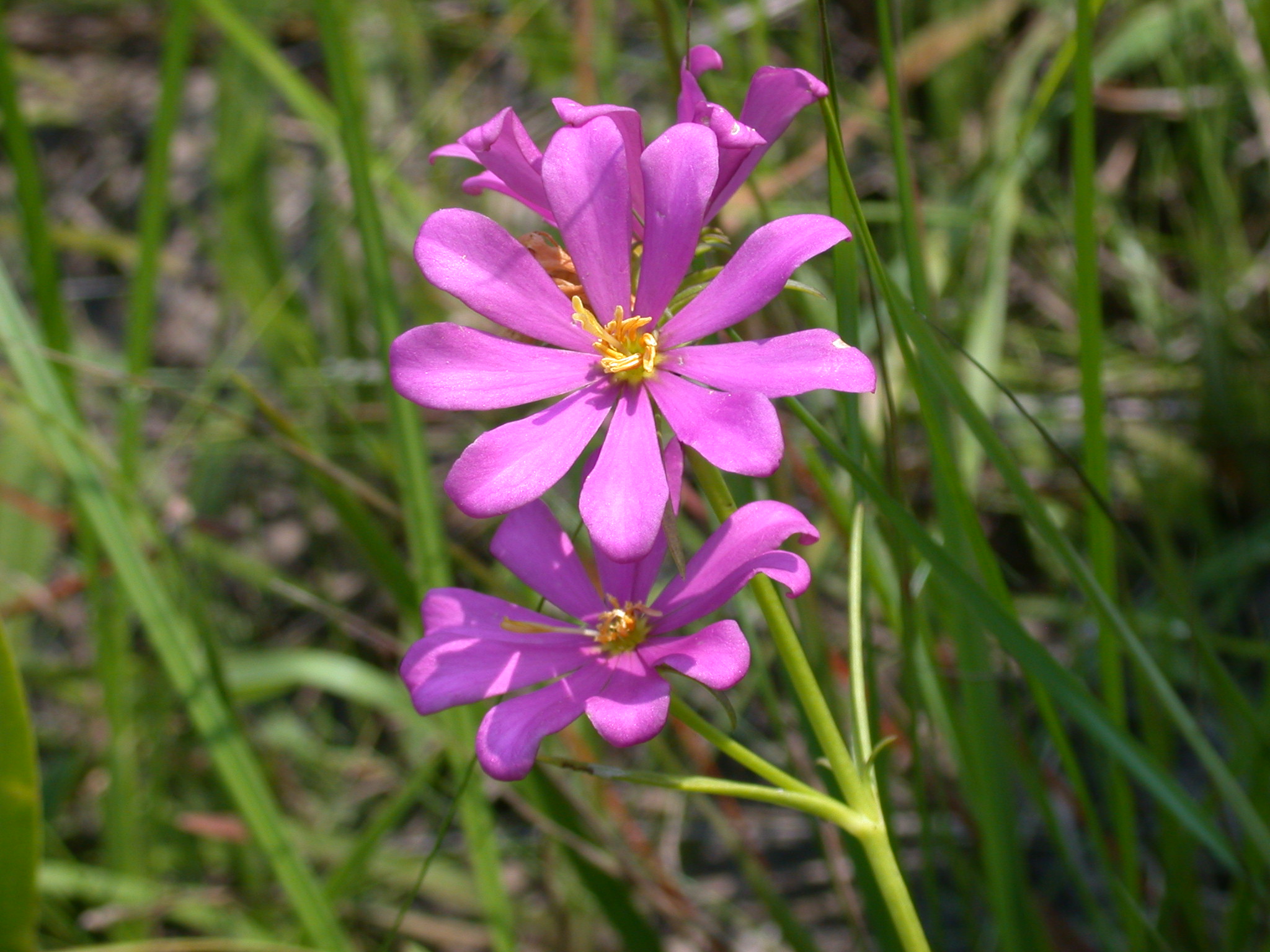 Gentianaceae Sabatia gentianoides