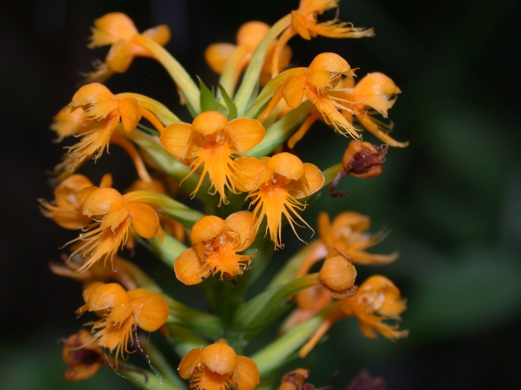 Orchidaceae Platanthera cristata