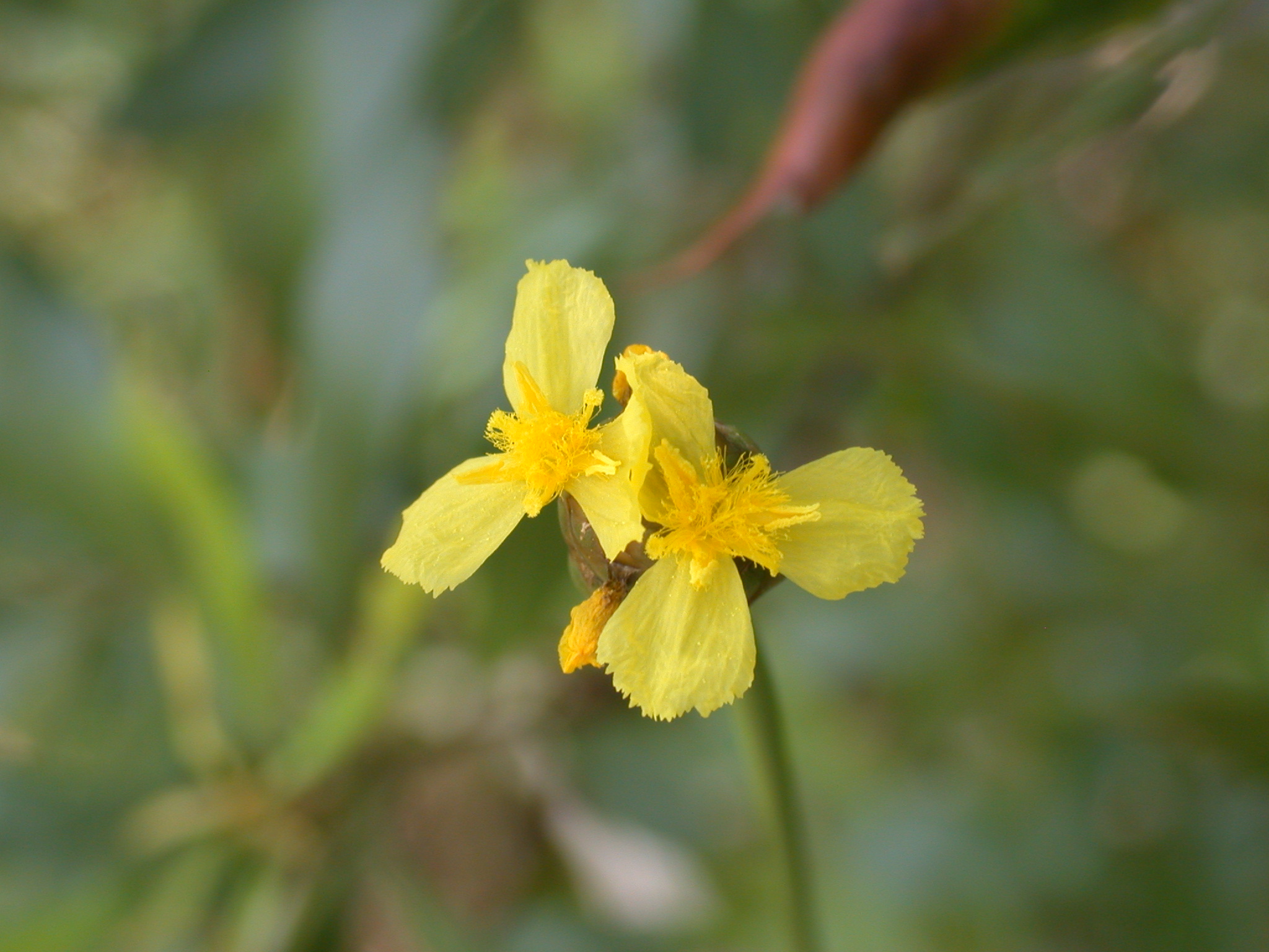 Xyridaceae Xyris platylepis