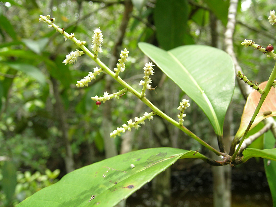 Samydaceae Euceraea nitida