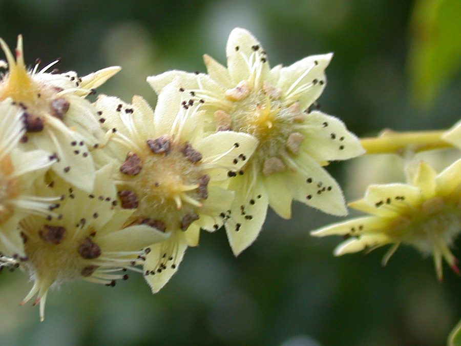 Salicaceae Homalium racemosum