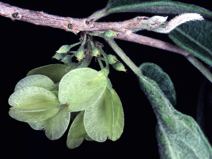 Salicaceae Neopringlea integrifolia