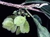 image of Neopringlea integrifolia