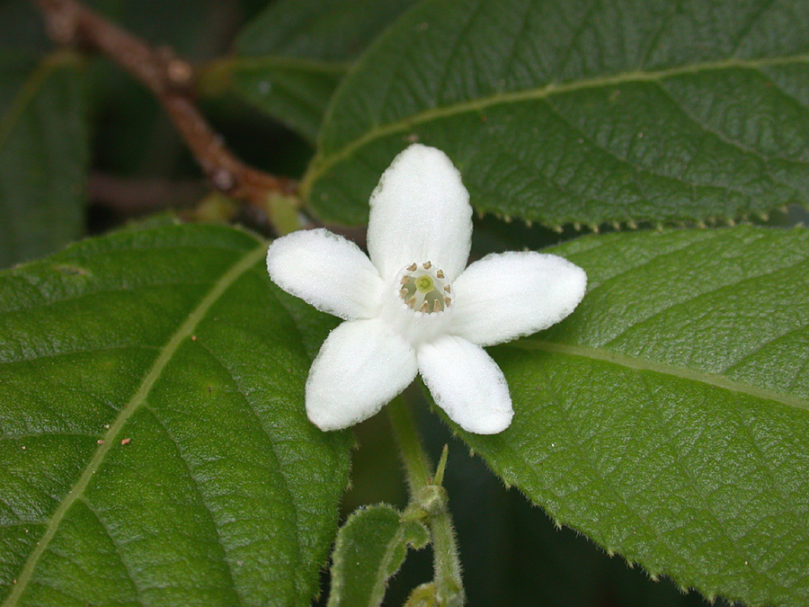 Samydaceae Samyda 