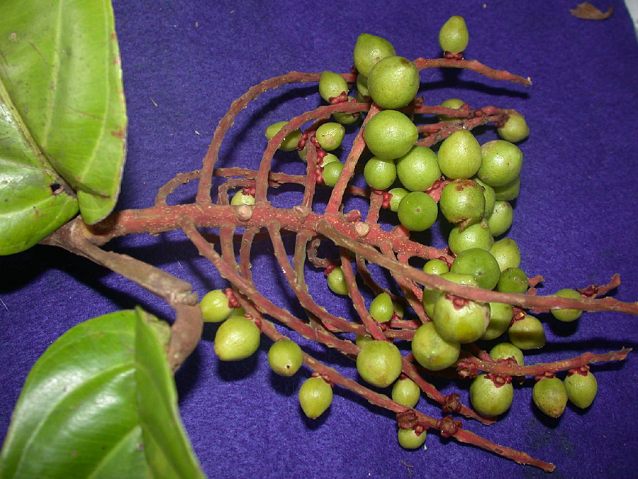 Samydaceae Tetrathylacium macrophyllum