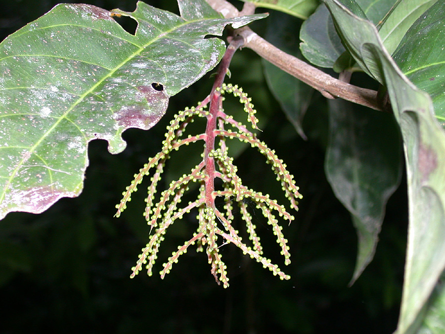 Samydaceae Tetrathylacium macrophyllum
