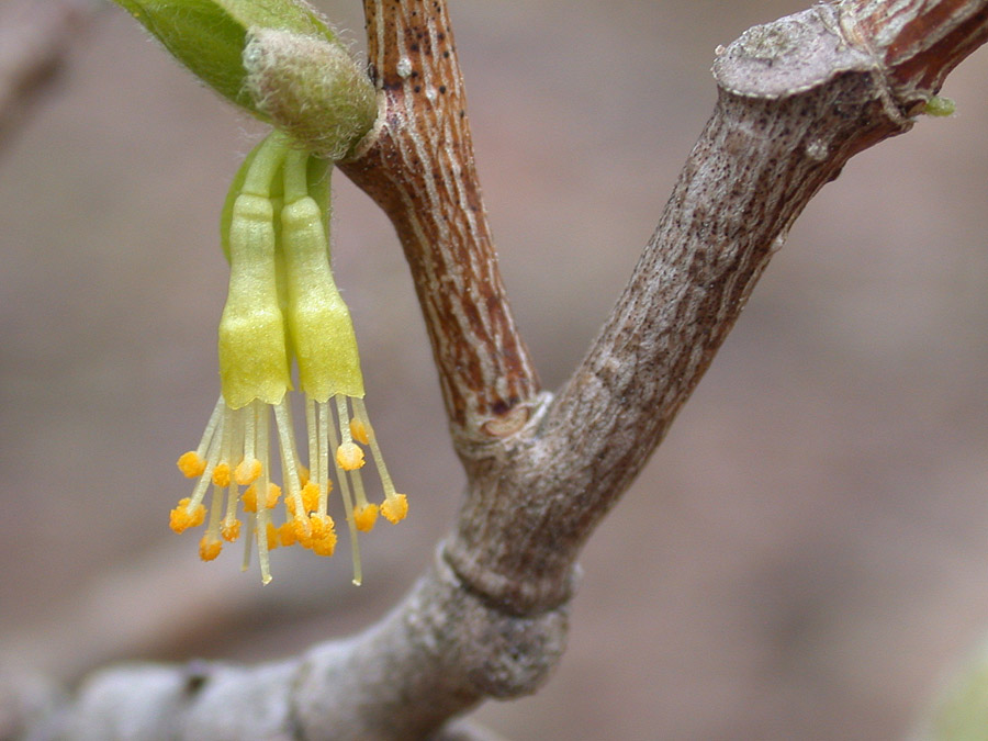 Thymelaeaceae Dirca palustris