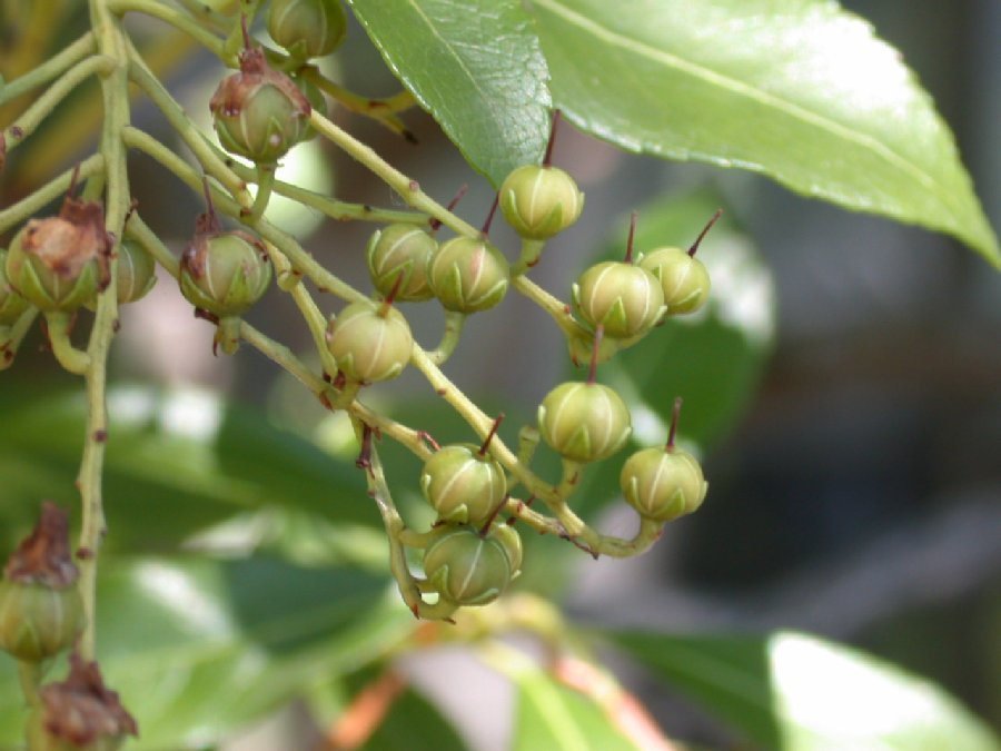 Ericaceae Pieris japonica