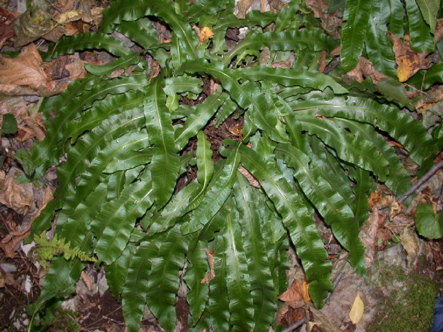Aspleniaceae Asplenium scolopendrium