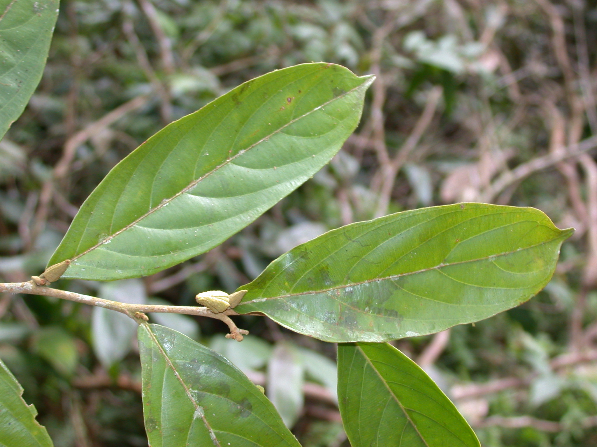 Samydaceae Ryania speciosa