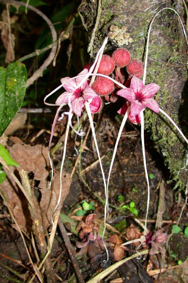 Byttneriaceae Herrania balaensis