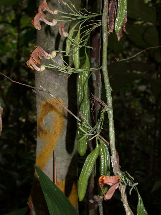 Aristolochiaceae Aristolochia iquitensis