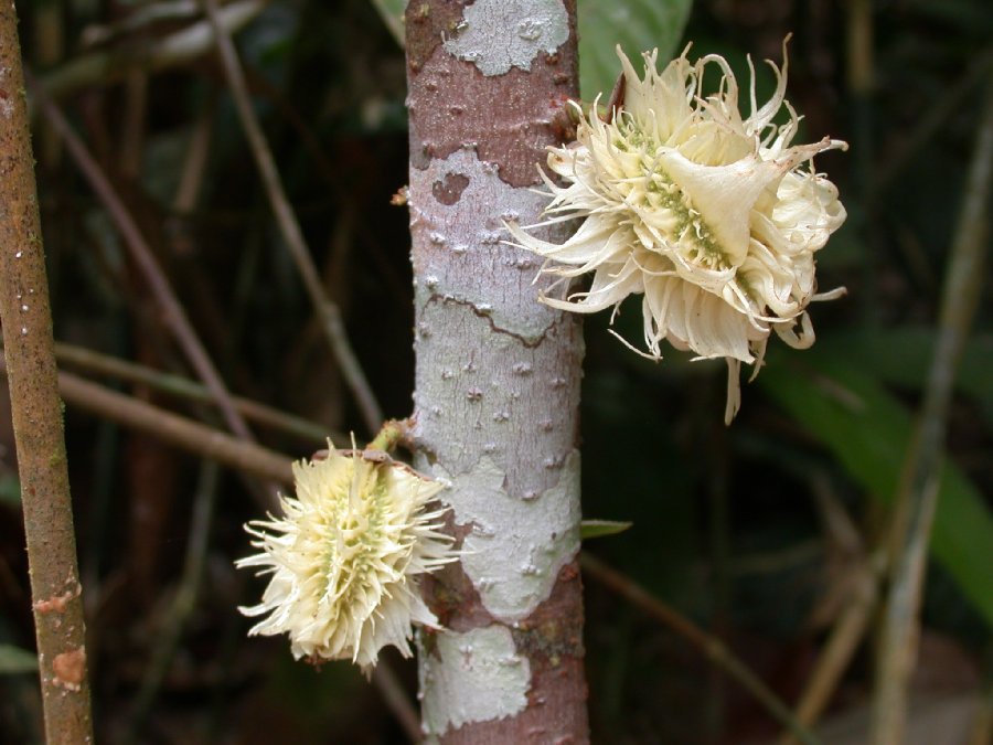 Kiggelariaceae Carpotroche longifolia