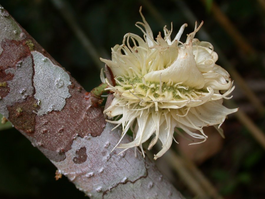 Kiggelariaceae Carpotroche longifolia