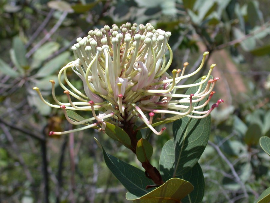 Proteaceae Oreocallis 