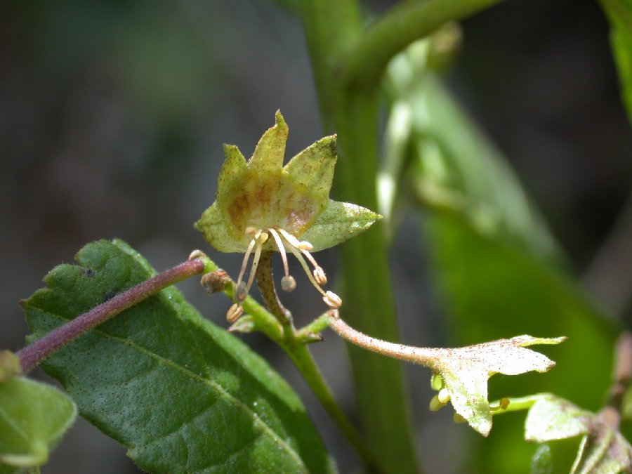 Sapindaceae Llagunoa 