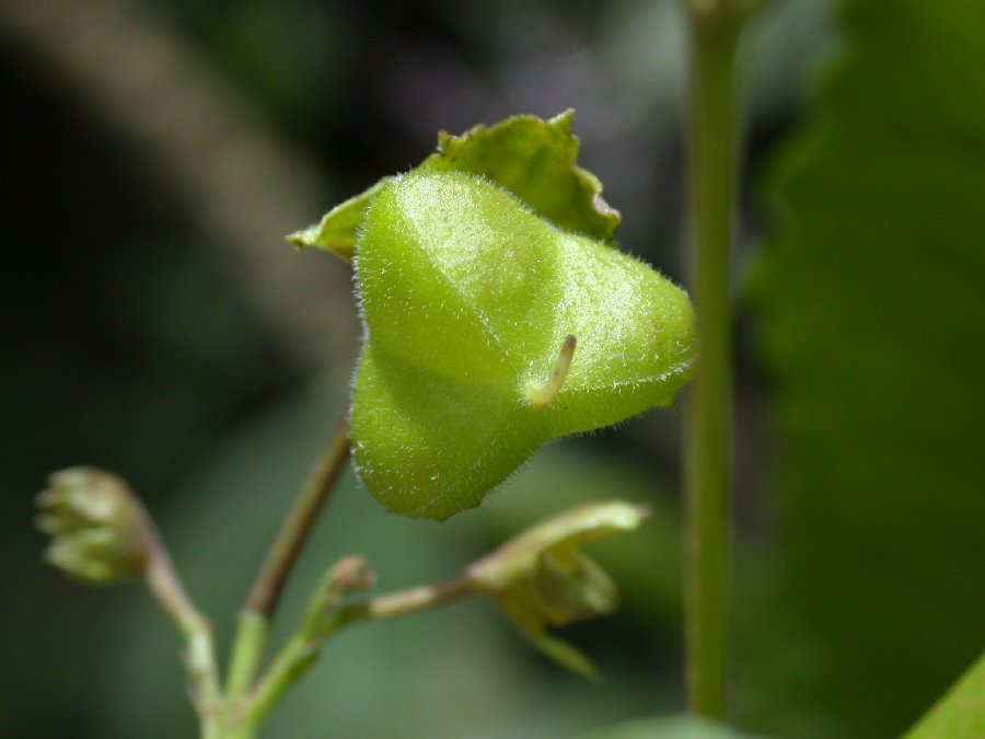 Sapindaceae Llagunoa 