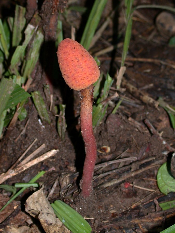 Balanophoraceae Helosis cayennensis