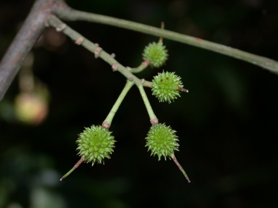 Kiggelariaceae Lindackeria paludosa
