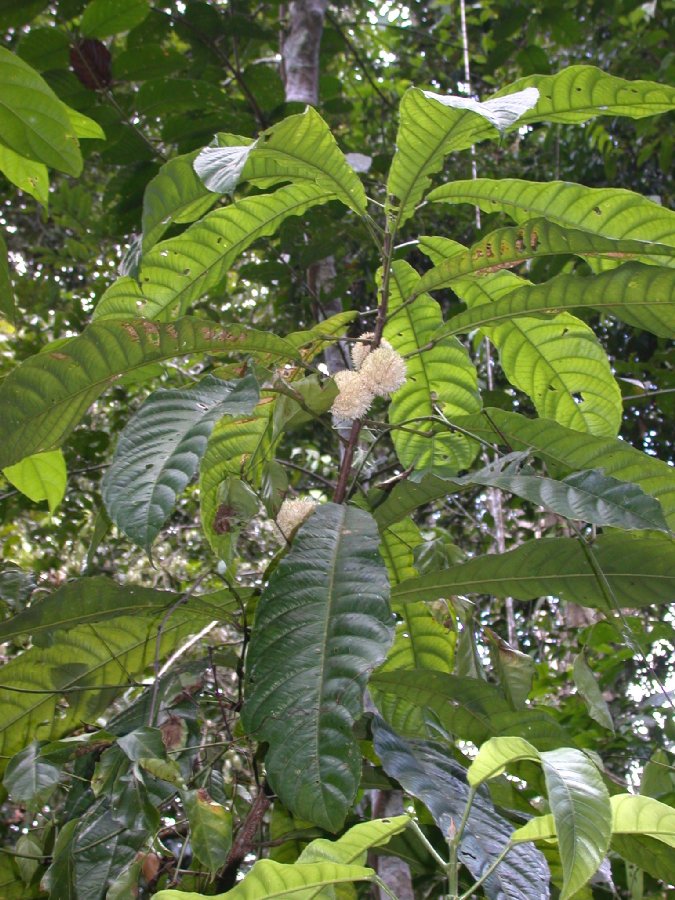 Kiggelariaceae Carpotroche 