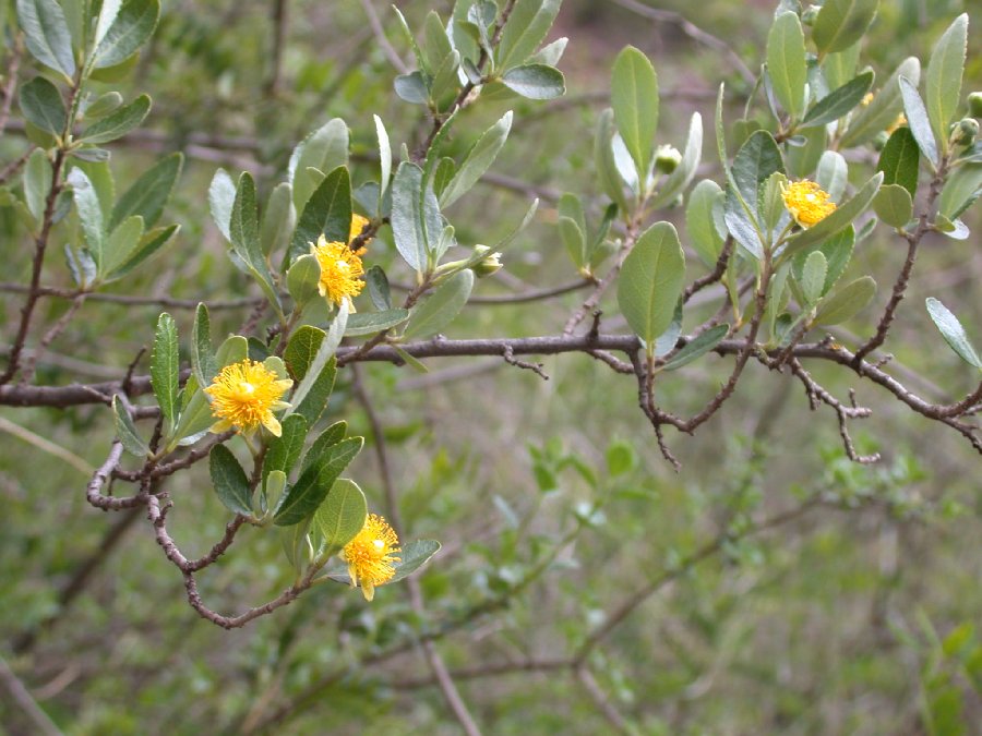 Salicaceae Pineda incana