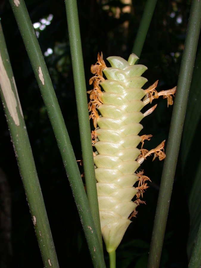 Marantaceae Calathea 